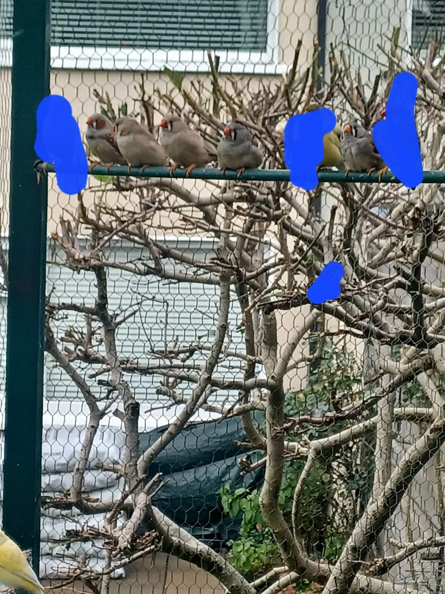 Zebra finches - Image 1