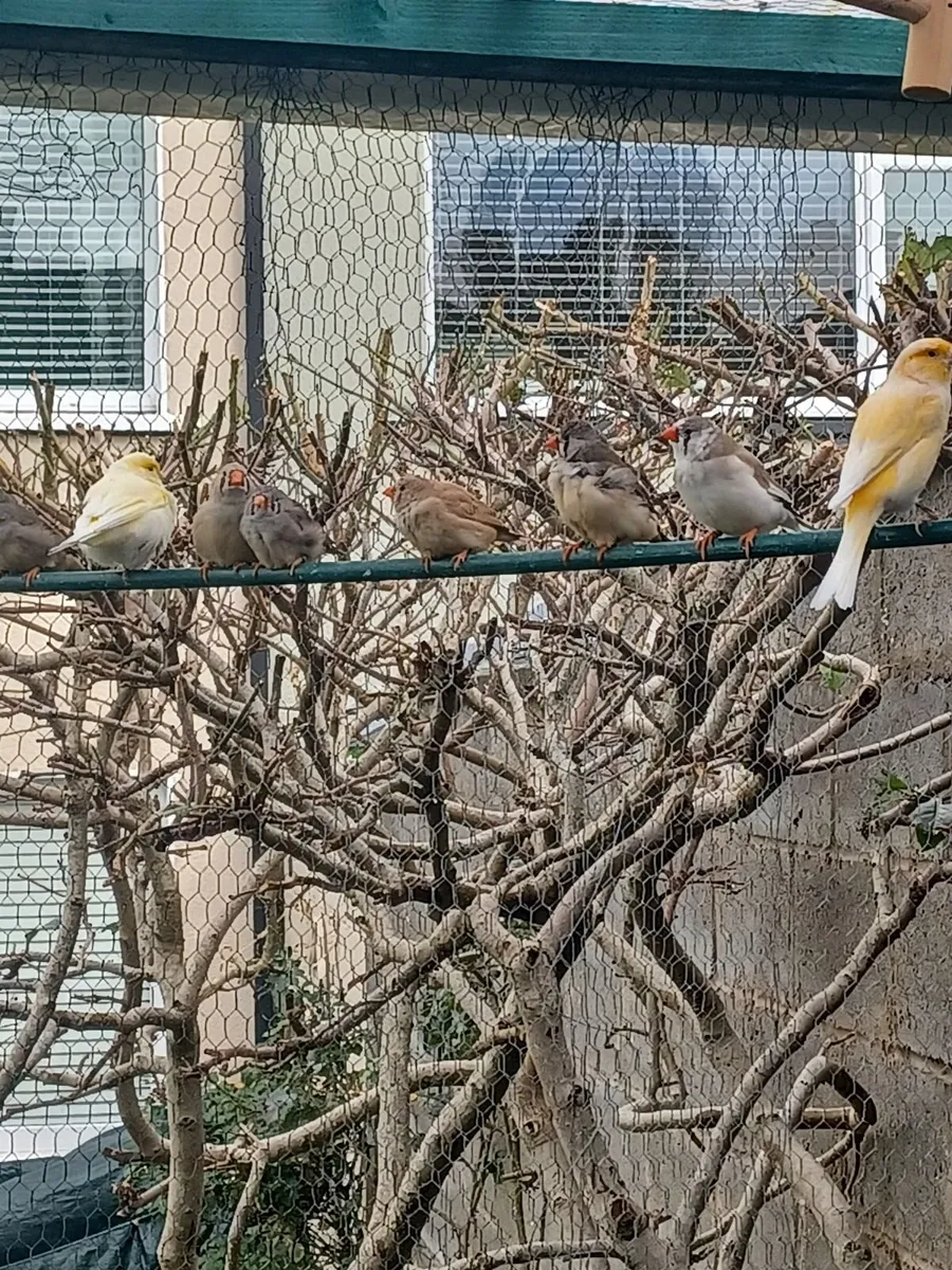 Zebra finches - Image 3