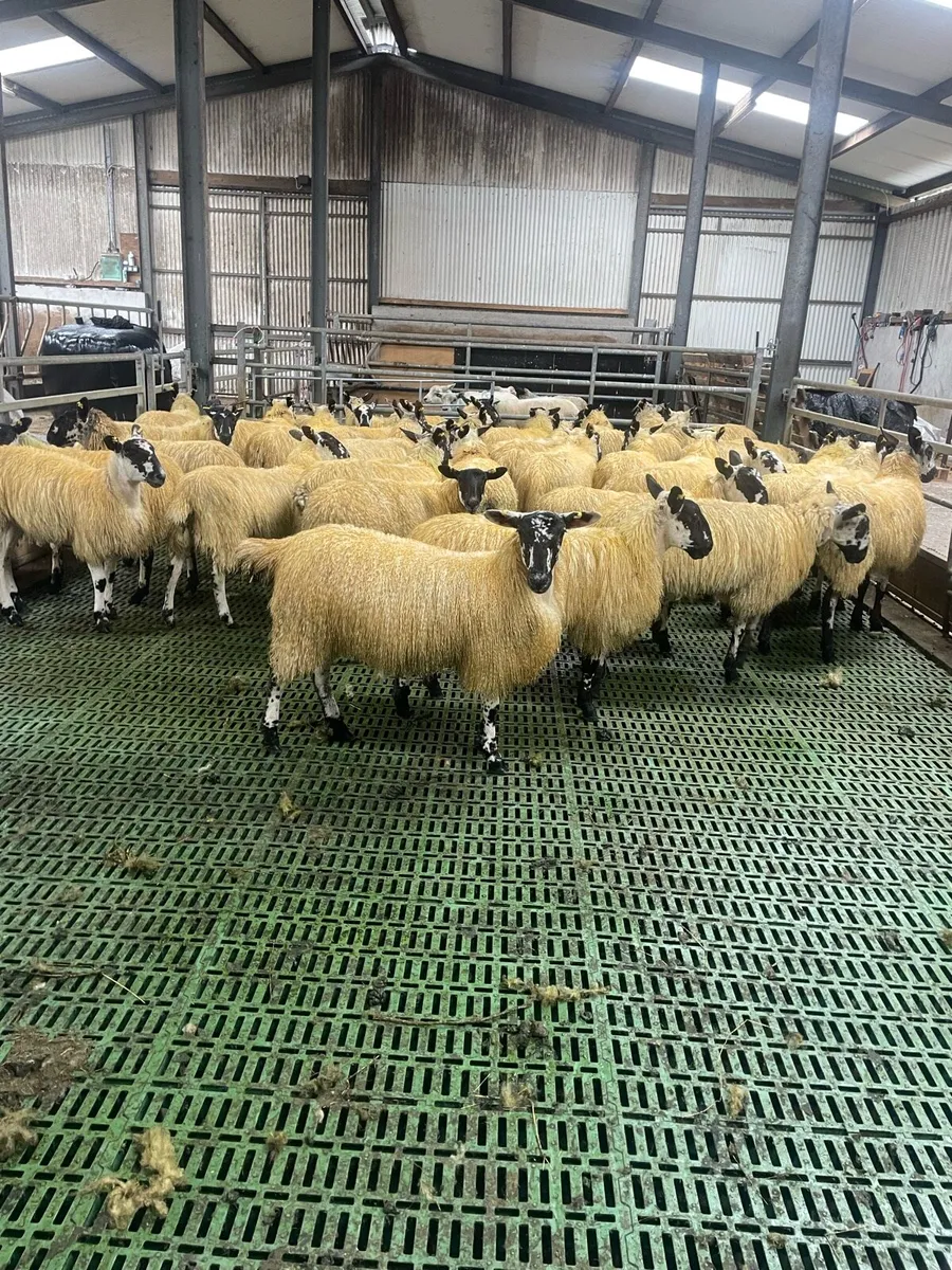 40 mule ewe lambs @ Coolaney Mart 3/10/26 - Image 3