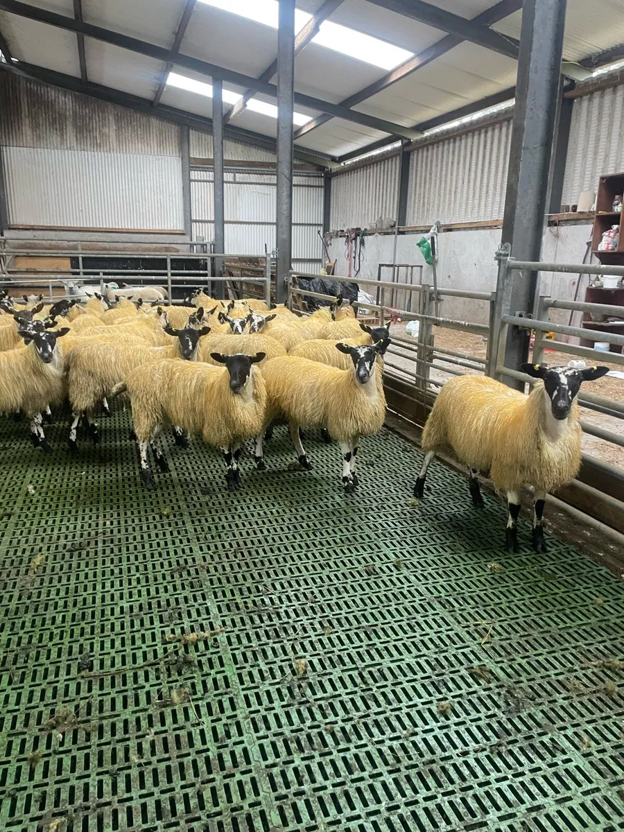 40 mule ewe lambs @ Coolaney Mart 3/10/26 - Image 4