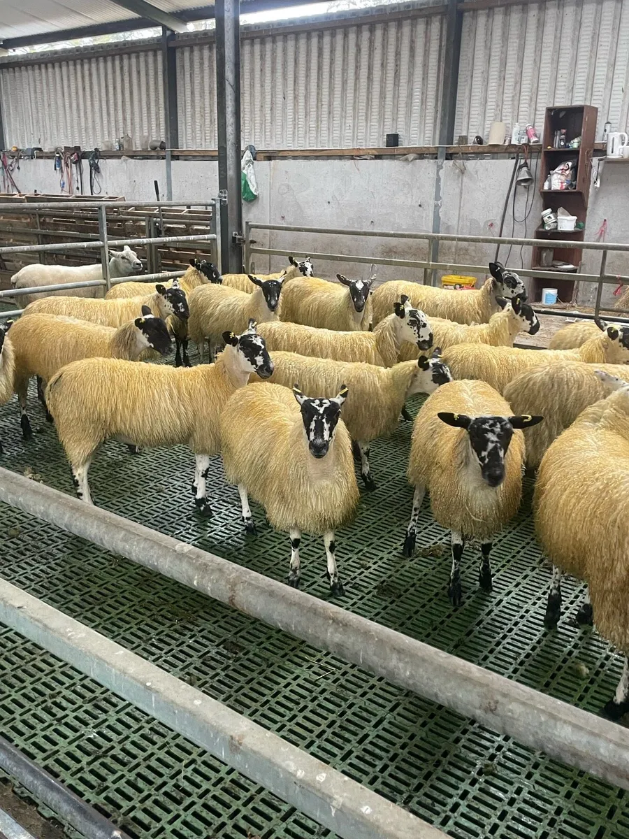 40 mule ewe lambs @ Coolaney Mart 3/10/26 - Image 2