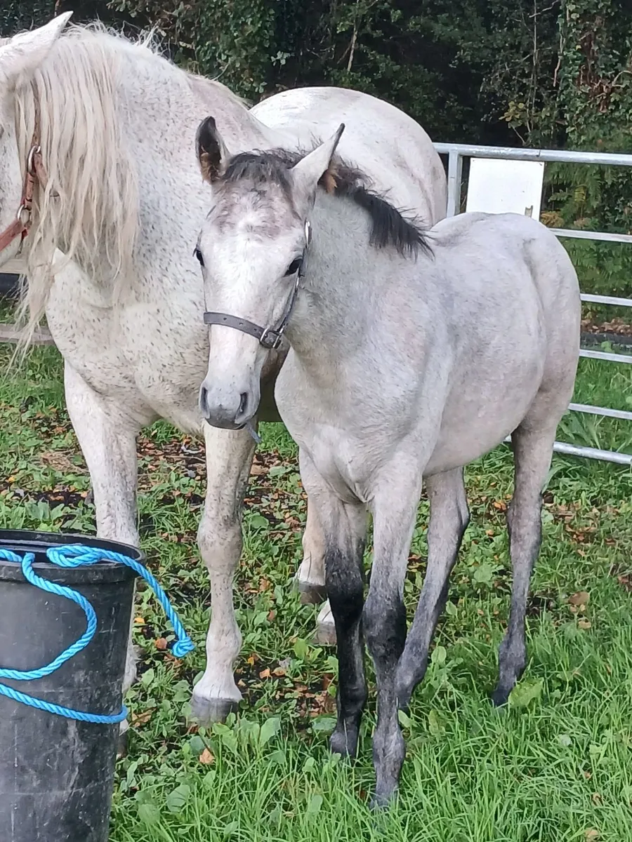 Connemara pony - Image 1