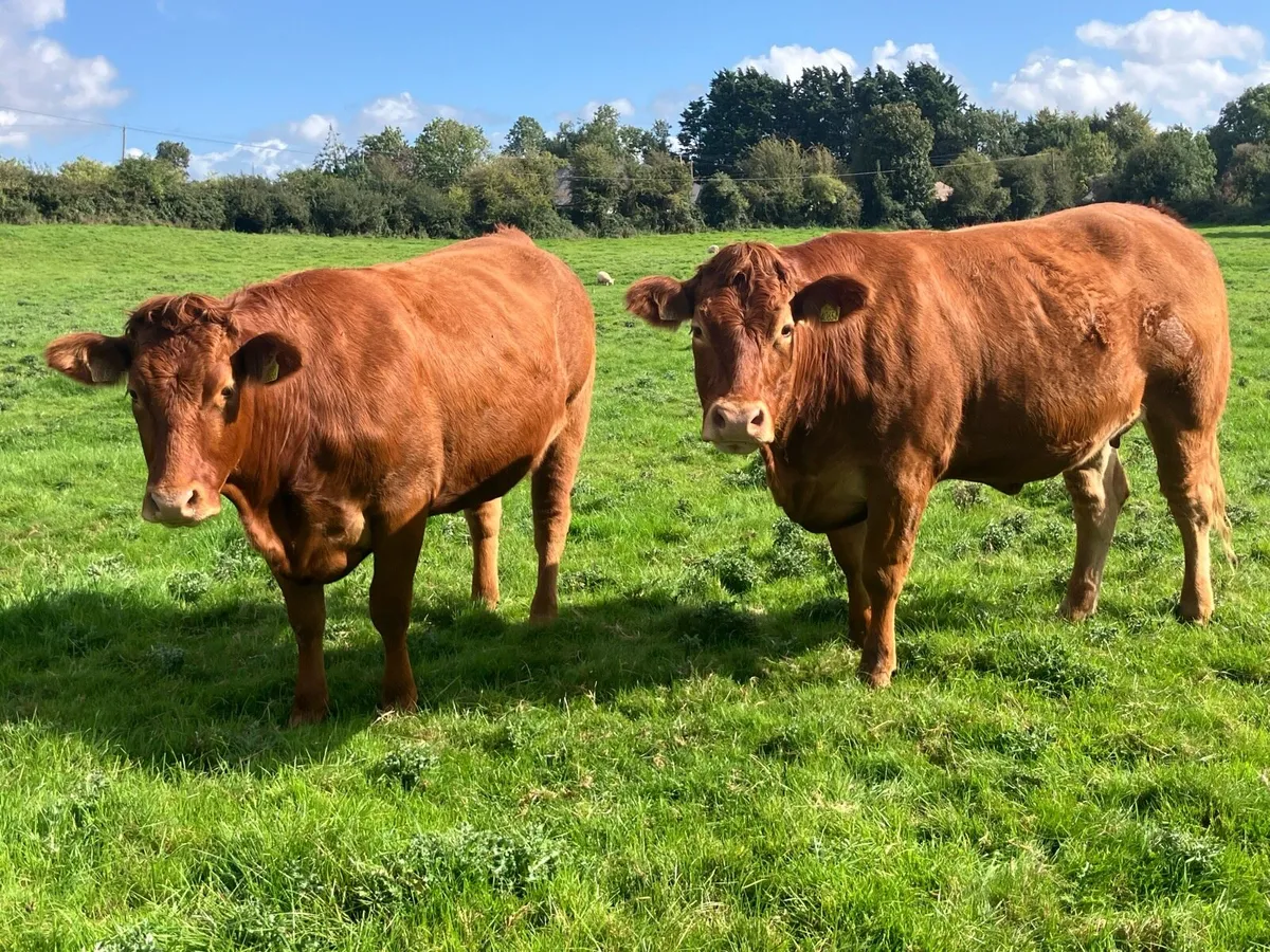2 x Limousin Springer Heifers for sale - Image 1