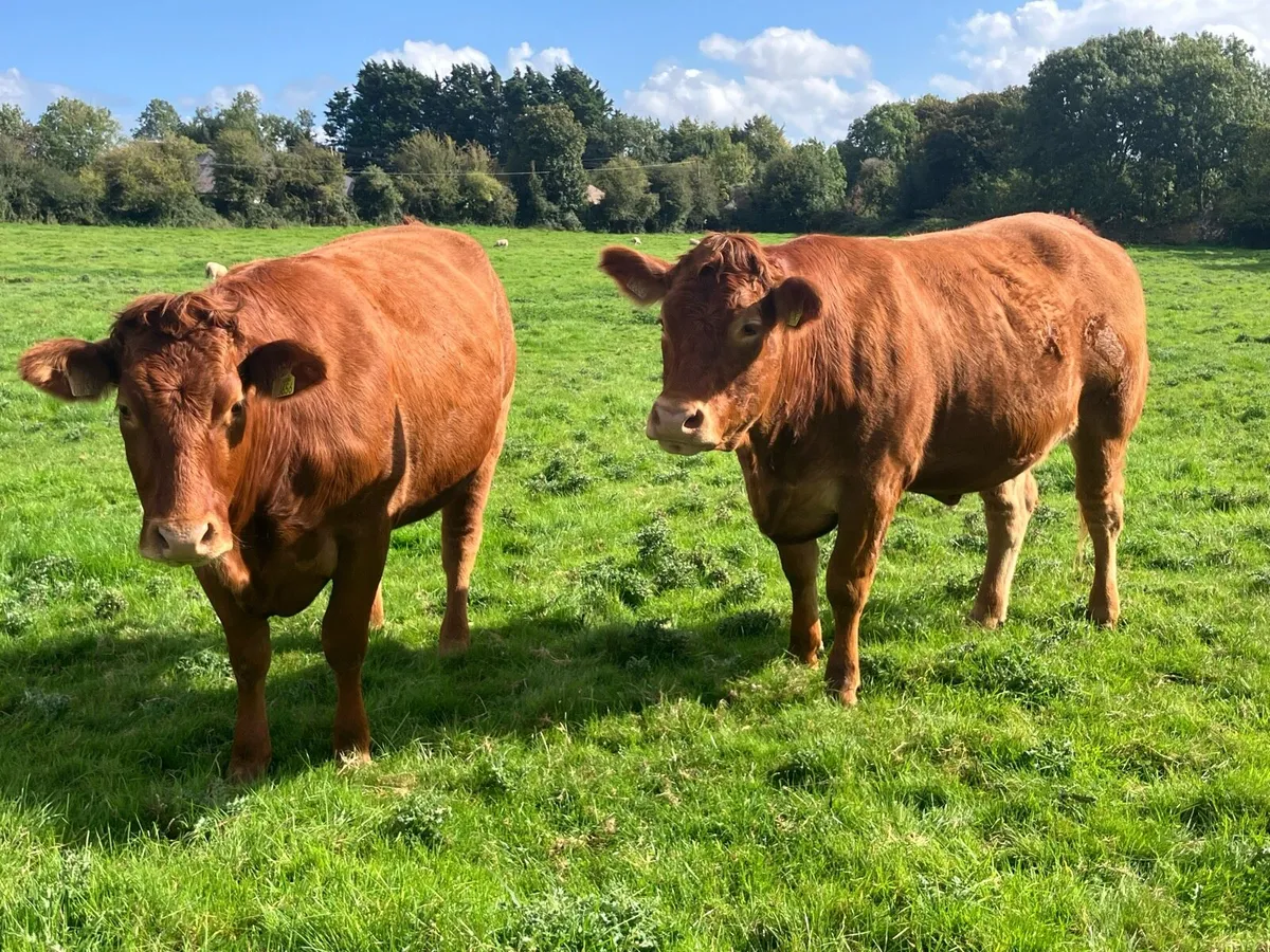 2 x Limousin Springer Heifers for sale - Image 2