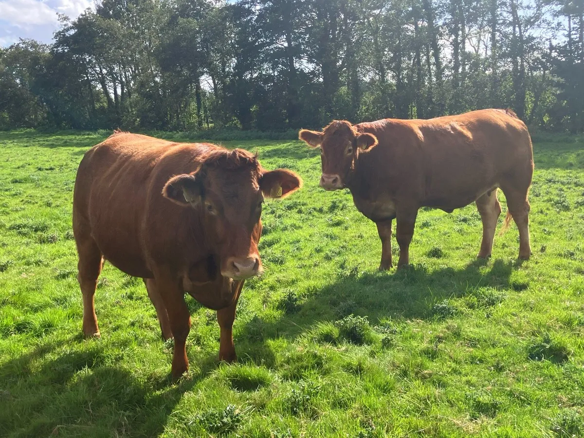 2 x Limousin Springer Heifers for sale - Image 3