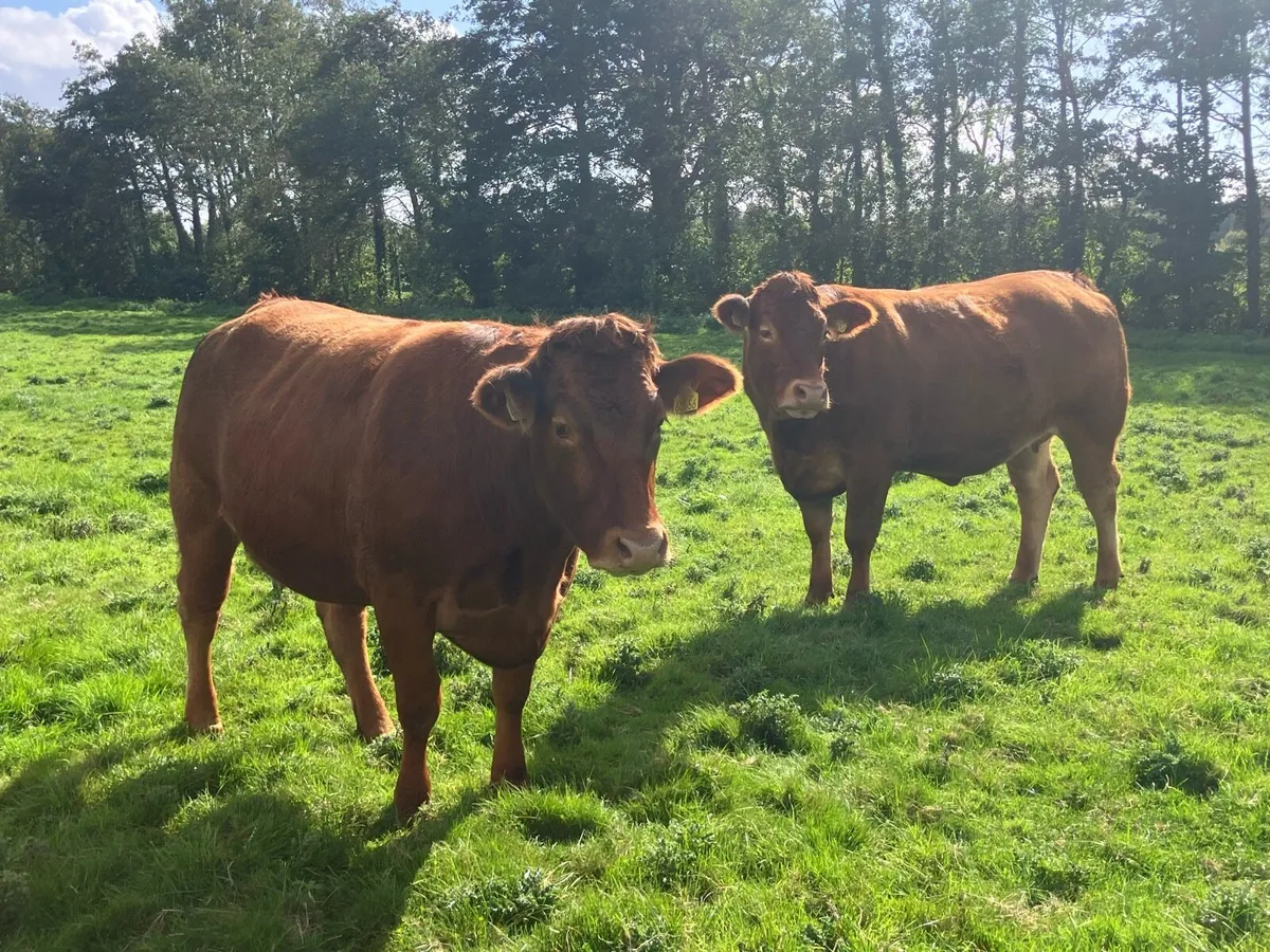 2 x Limousin Springer Heifers for sale - Image 4