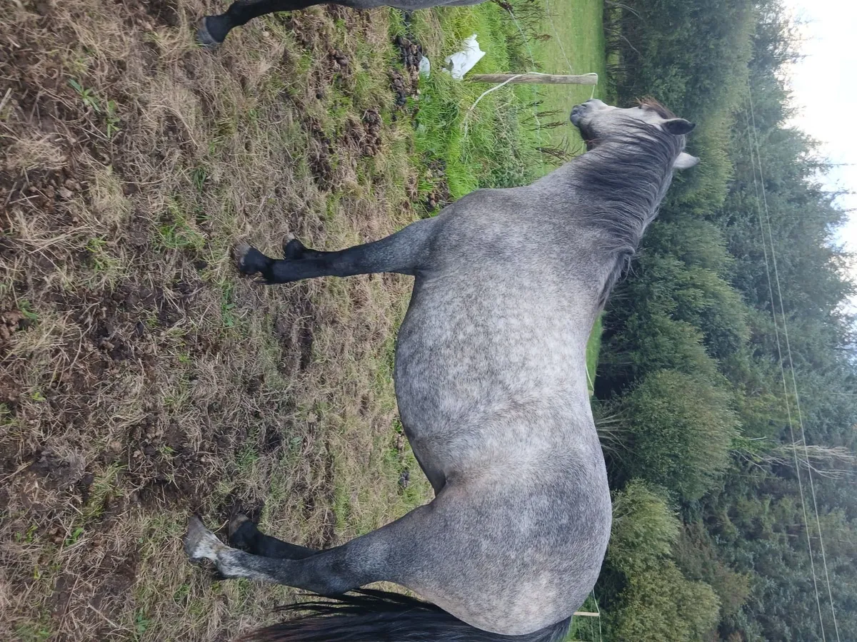 Connemara pony - Image 2
