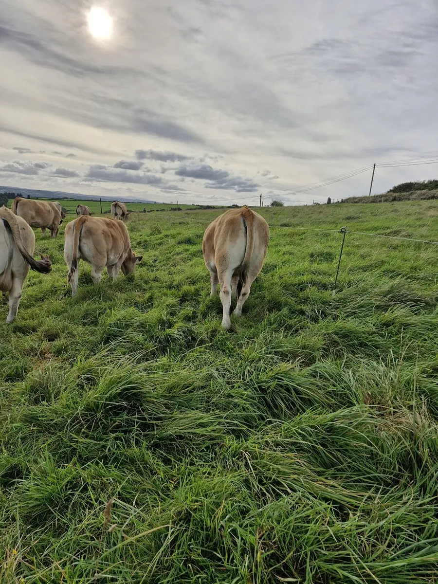 Aubrac weanling Heifers - Image 4