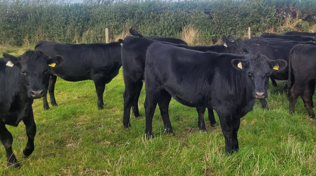 For Sale at Tuam Mart 5th October - Image 1