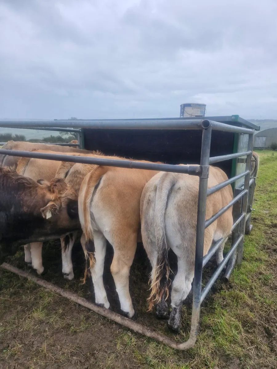 Aubrac weanling Heifers - Image 1