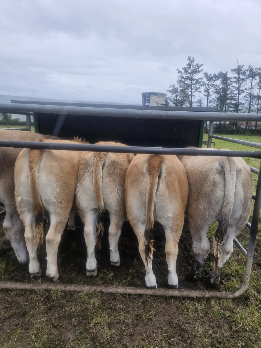 Aubrac weanling Heifers - Image 2