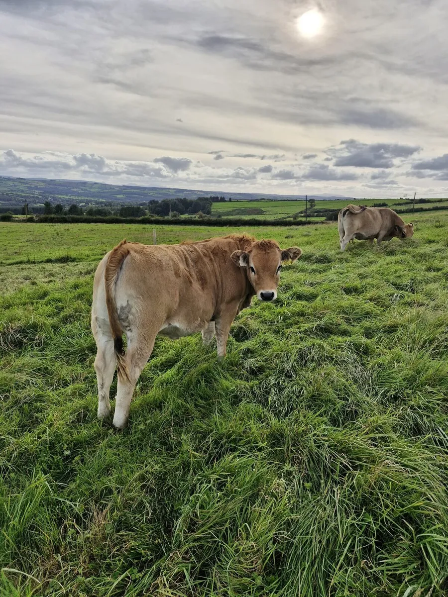 Aubrac weanling Heifers - Image 3