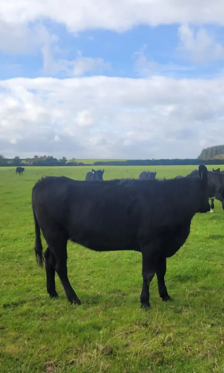 For Sale at Tuam Mart 5th October - Image 3