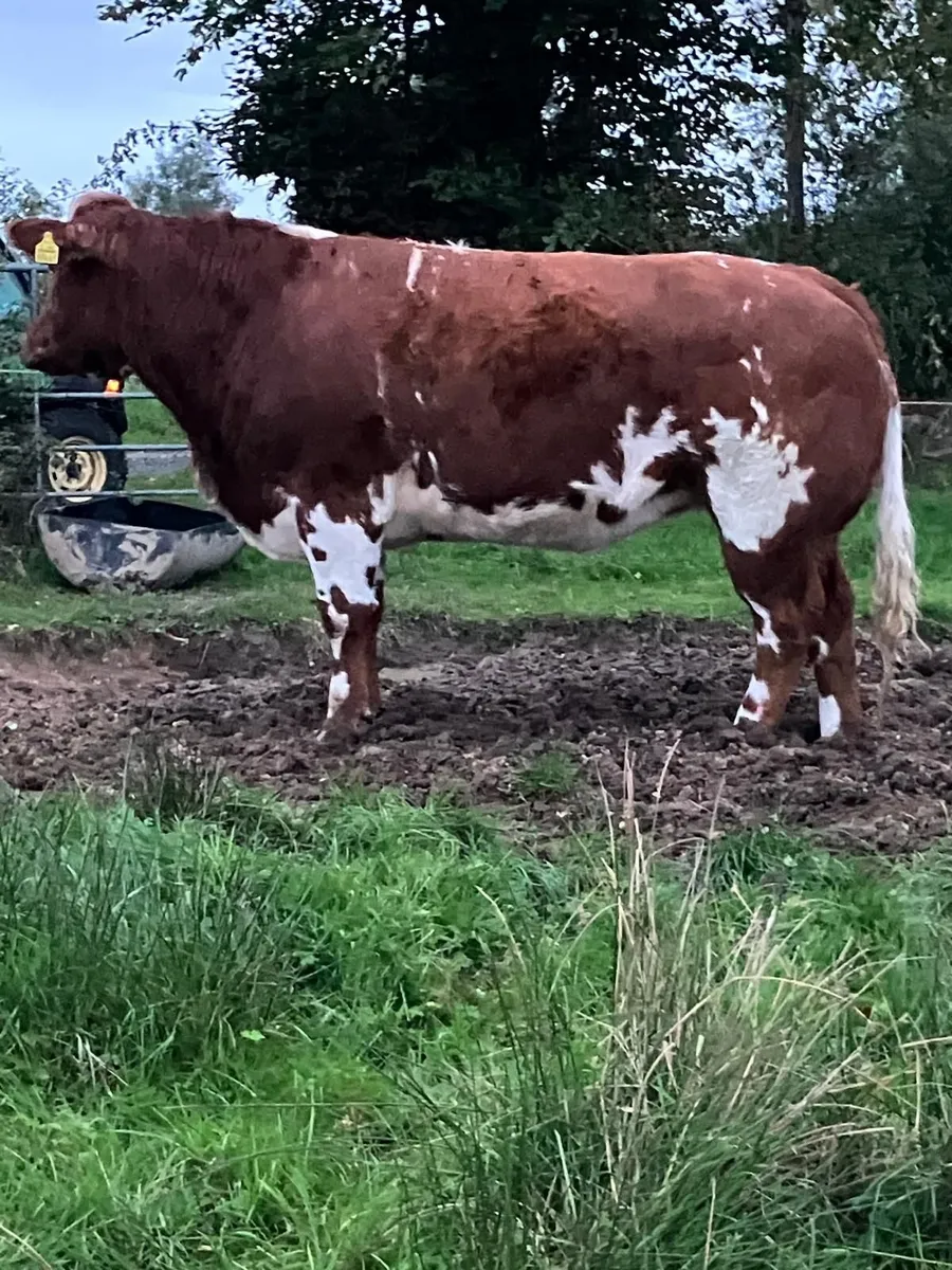 Belguim Blue and Limousin heifers - Image 1