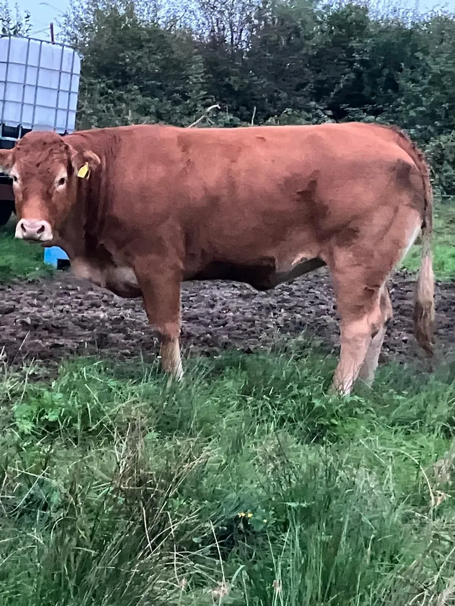 Belguim Blue and Limousin heifers - Image 2