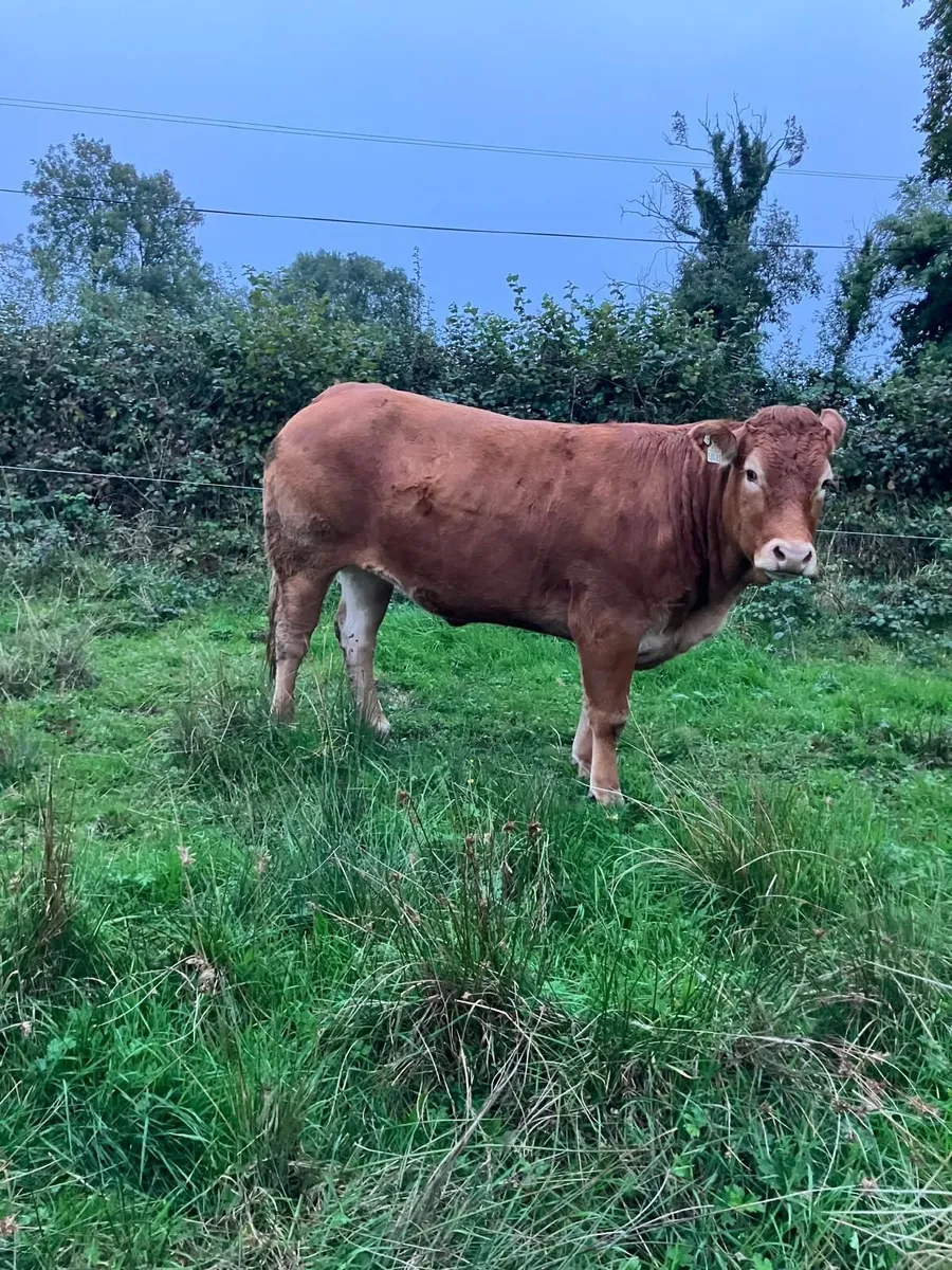 Belguim Blue and Limousin heifers - Image 3