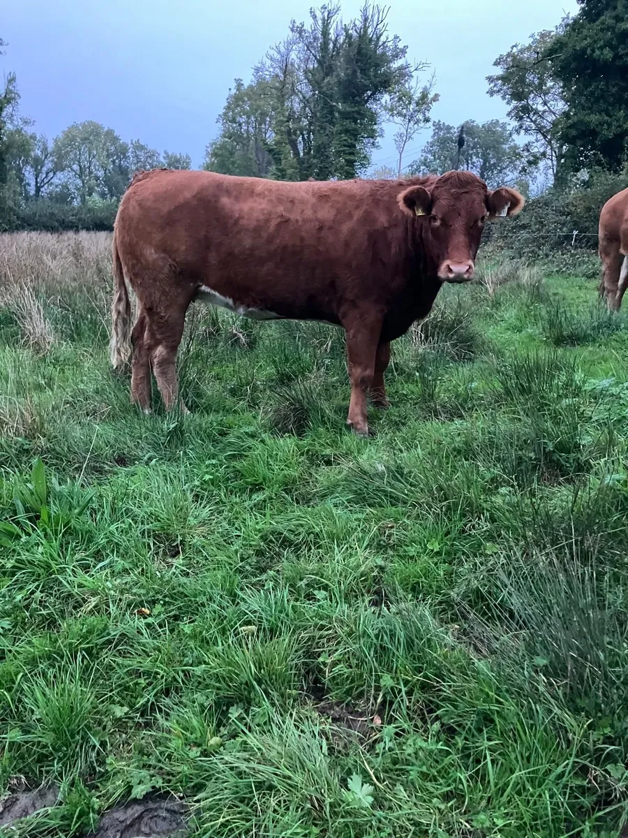 Belguim Blue and Limousin heifers - Image 4