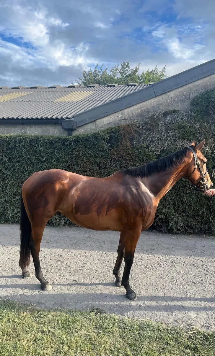 Well-bred Vadamos (FR) 3yr old NH gelding