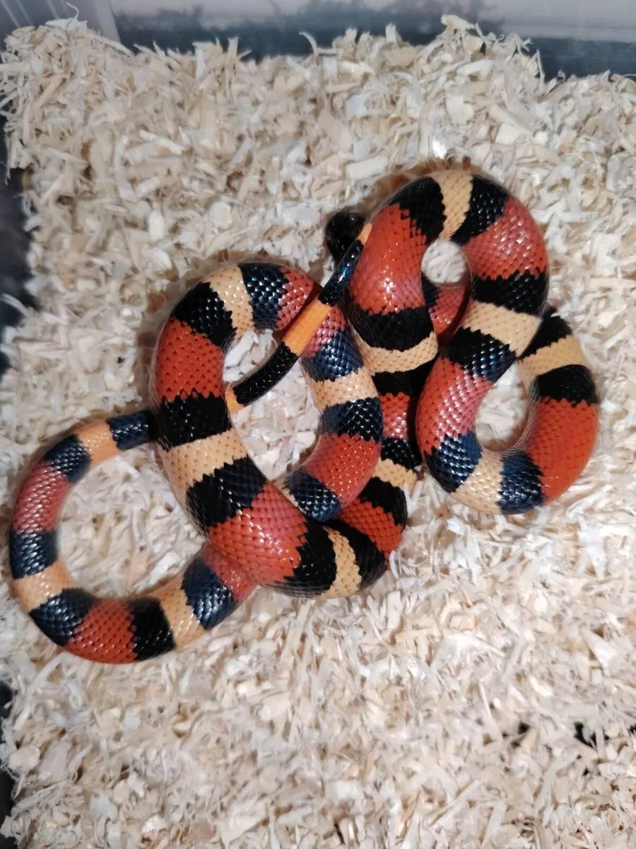 Milk Snakes - Image 1