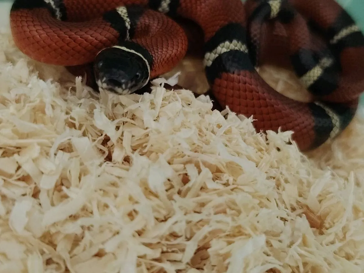 Milk Snakes - Image 2