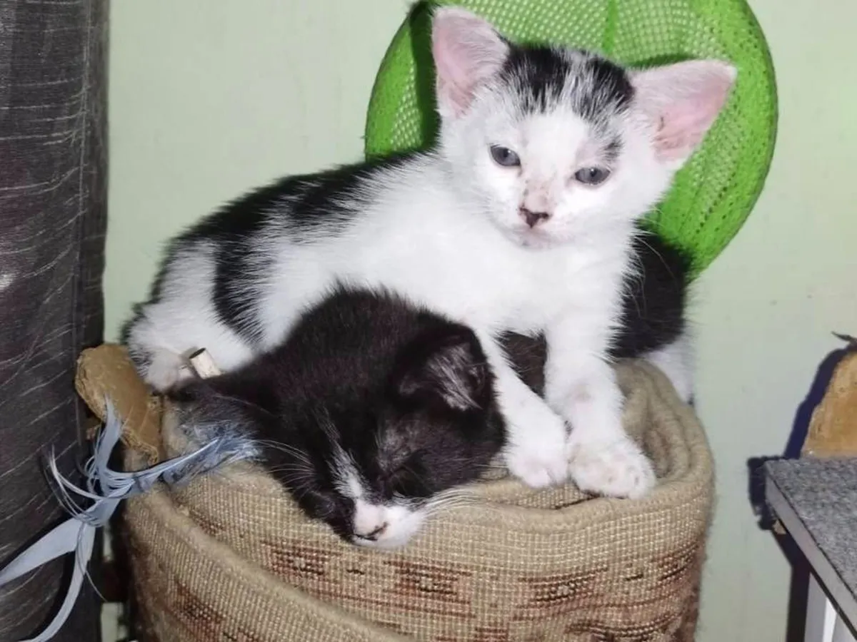 Kittens - Image 1