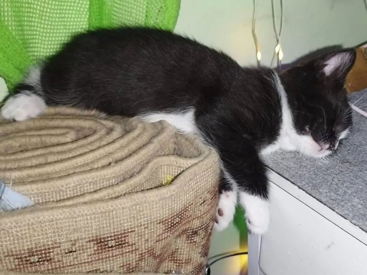 Kittens - Image 2