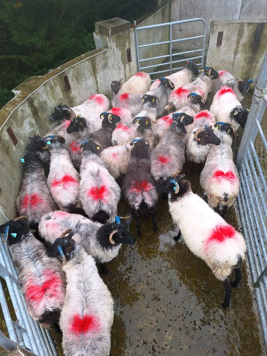 Sheep - Image 2
