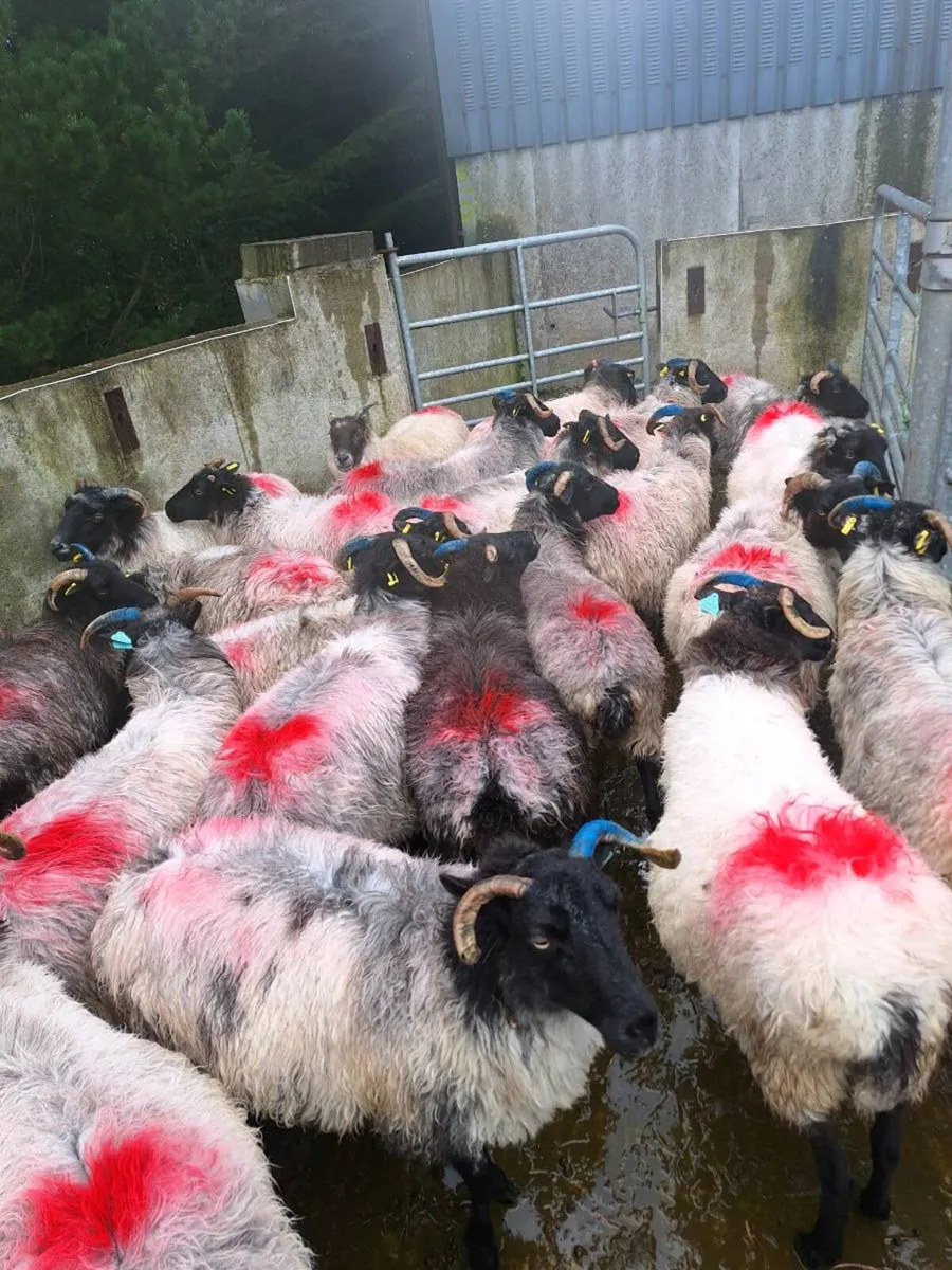 Sheep - Image 3
