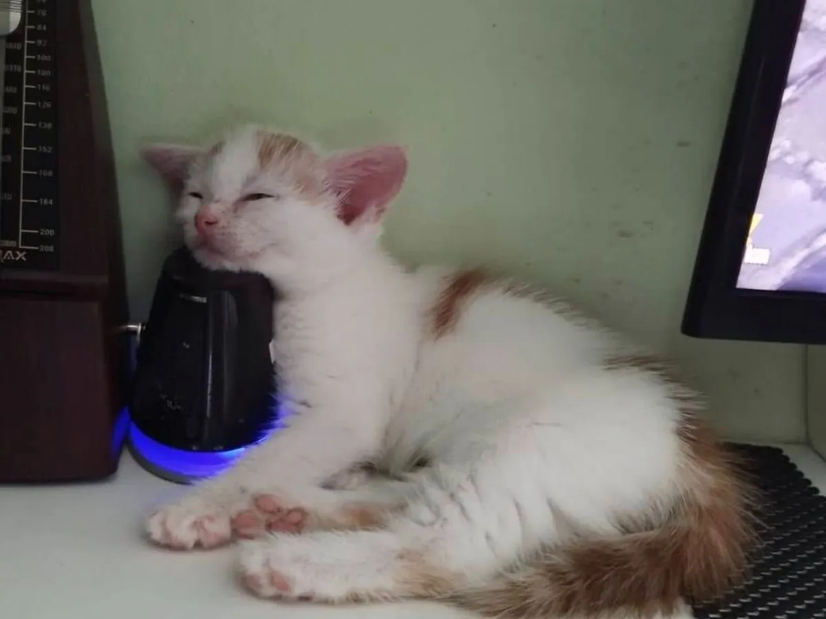 Kittens - Image 3
