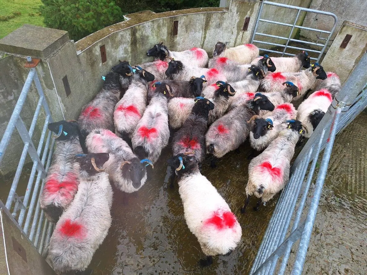 Sheep - Image 4