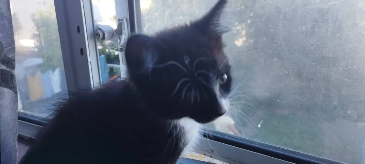 Kittens - Image 4