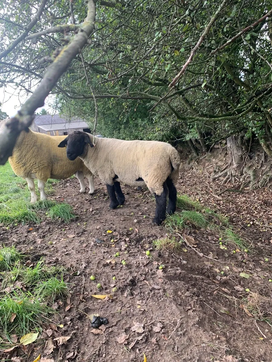 Suffolk 2 Year old ram - Image 1