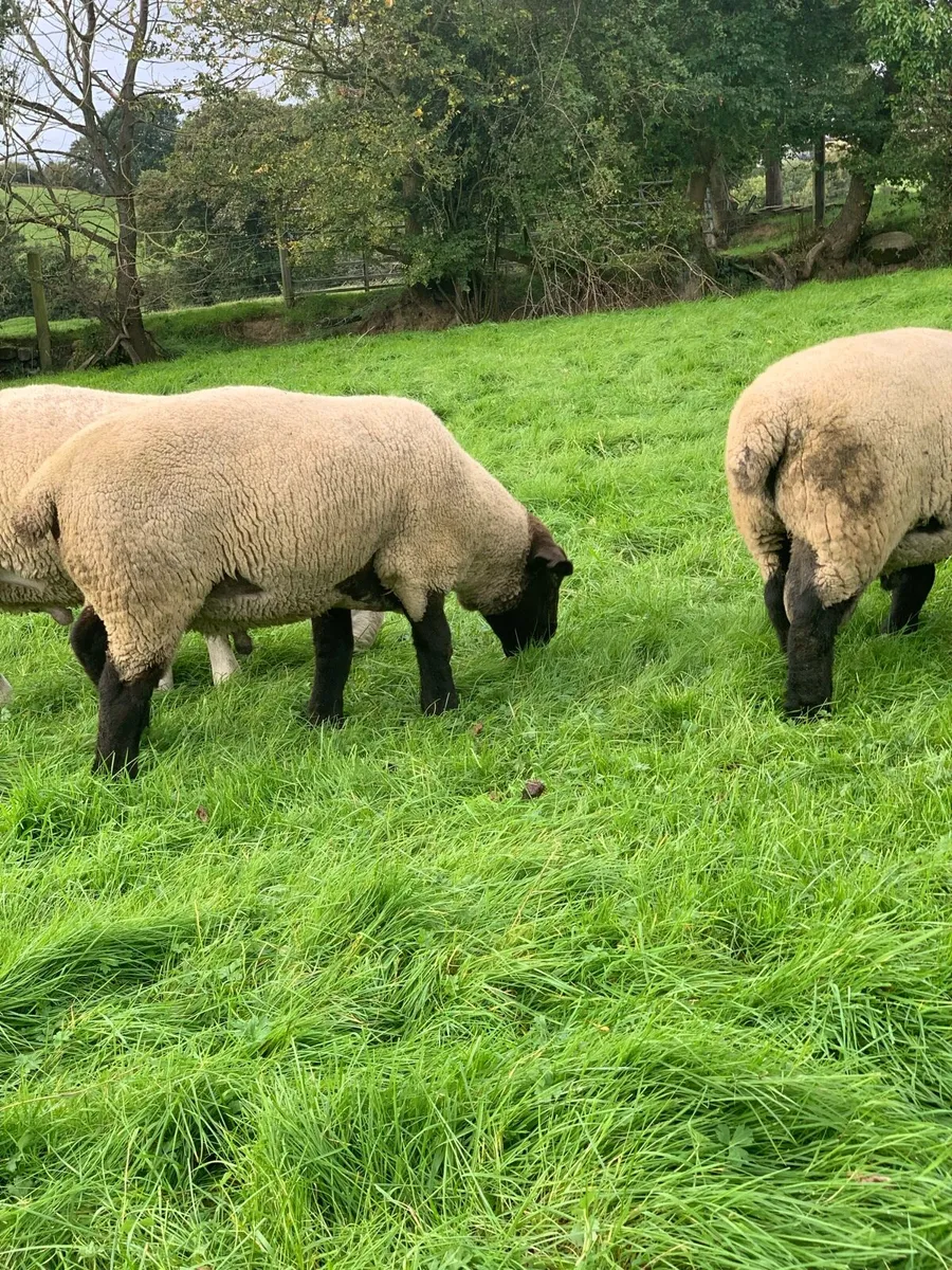 Suffolk 2 Year old ram - Image 3