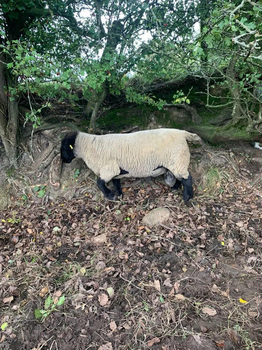 Suffolk 2 Year old ram - Image 2
