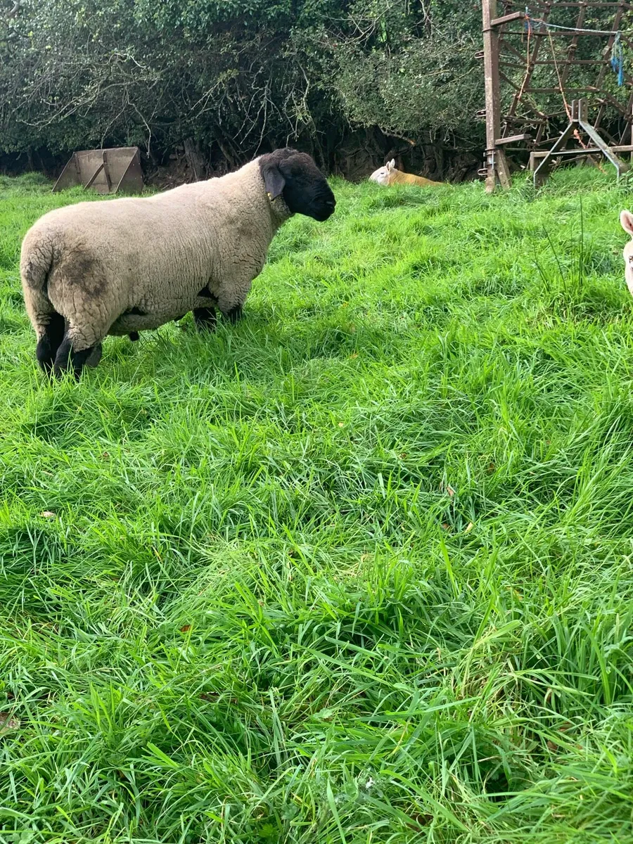 Suffolk 2 Year old ram - Image 4