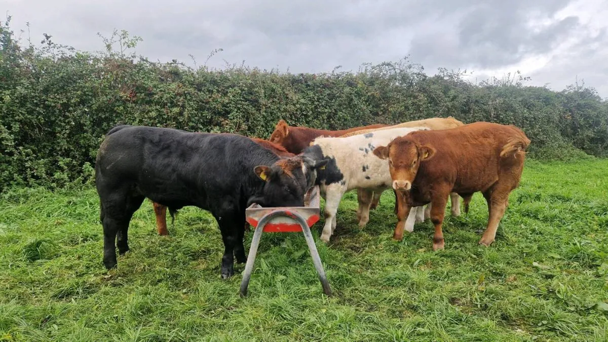 Bull weanlings - Image 1