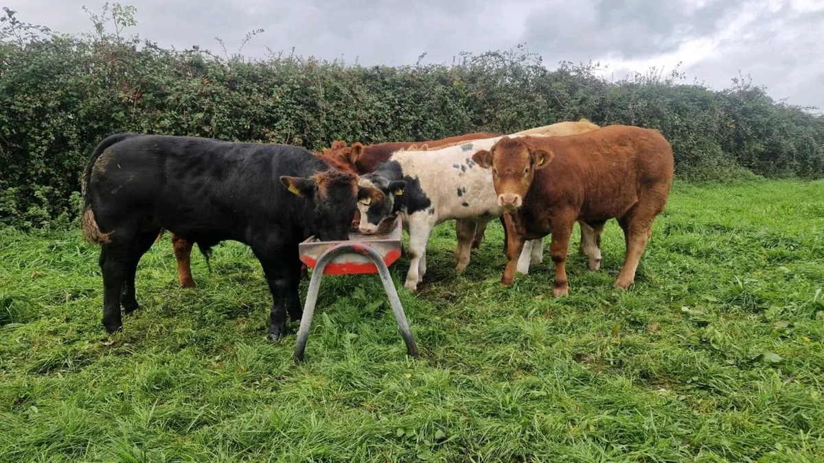 Bull weanlings - Image 4