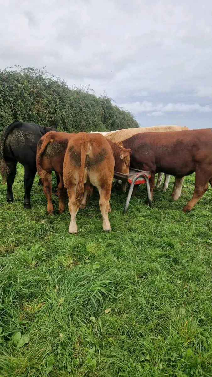 Bull weanlings - Image 3