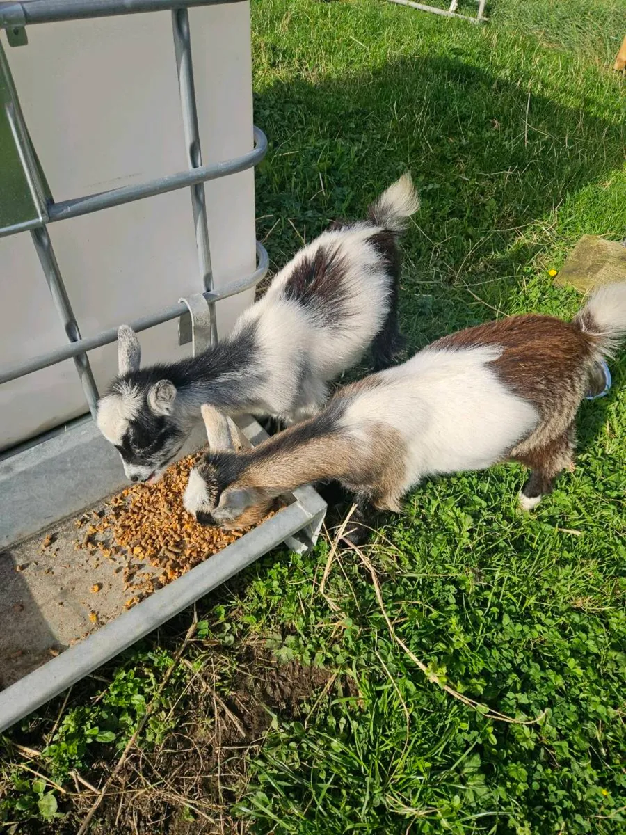Pygmy kid goats - Image 2