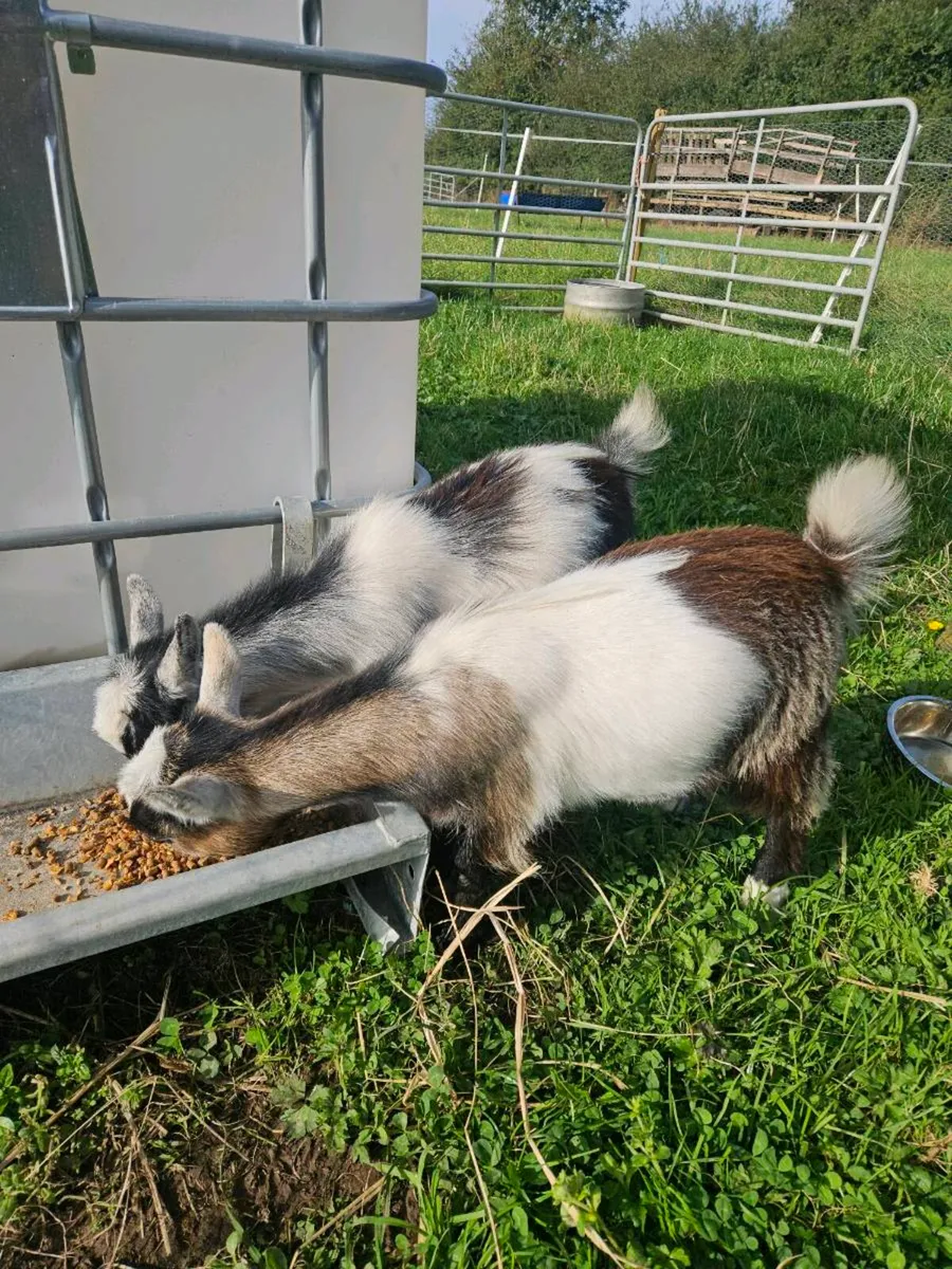 Pygmy kid goats - Image 3