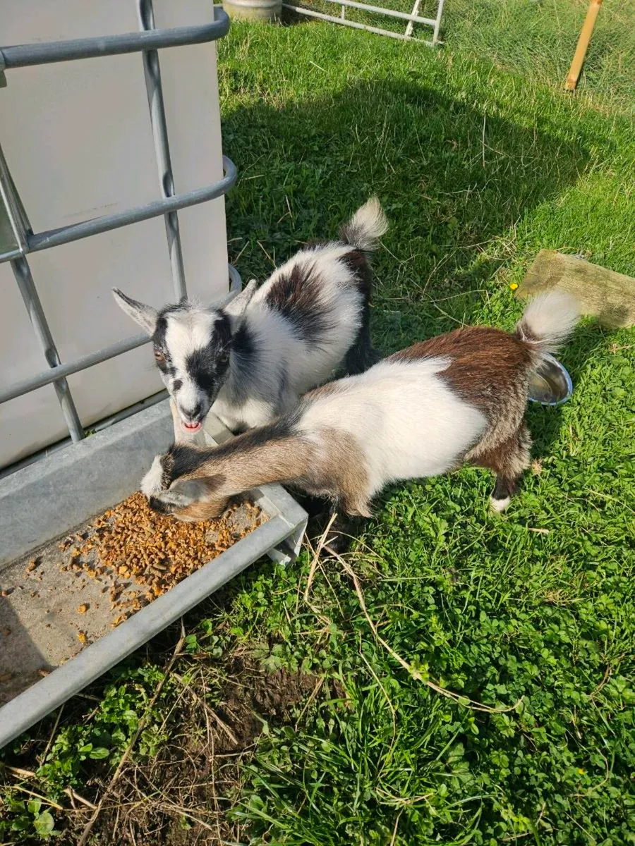 Pygmy kid goats - Image 1