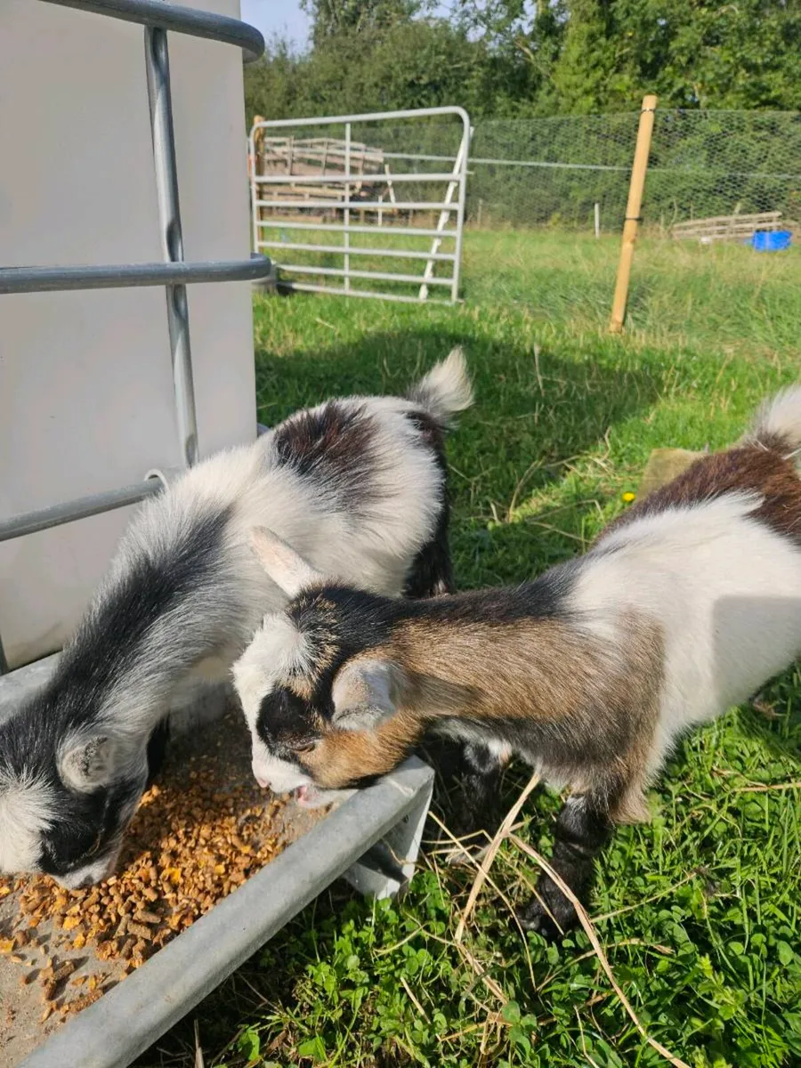 Pygmy kid goats - Image 4