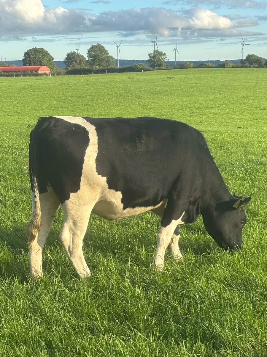 13 incalf Ped Reg BF heifers - Image 1