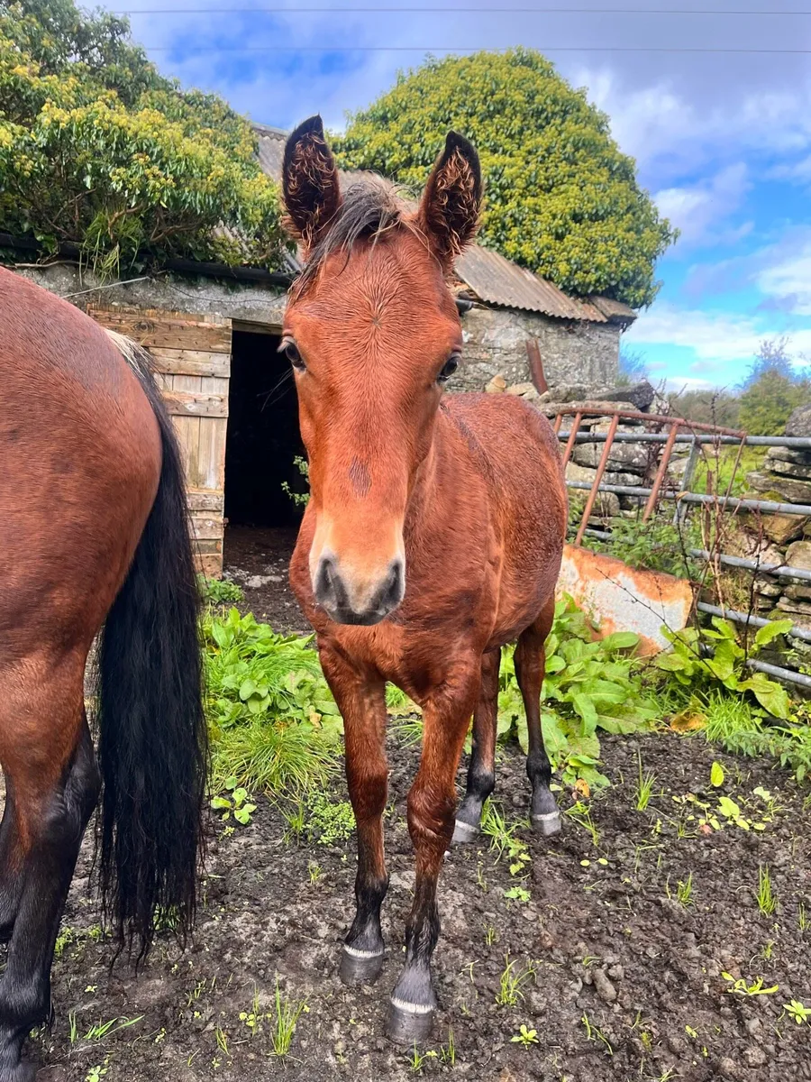 Colt Foal 6 months Old - Image 2