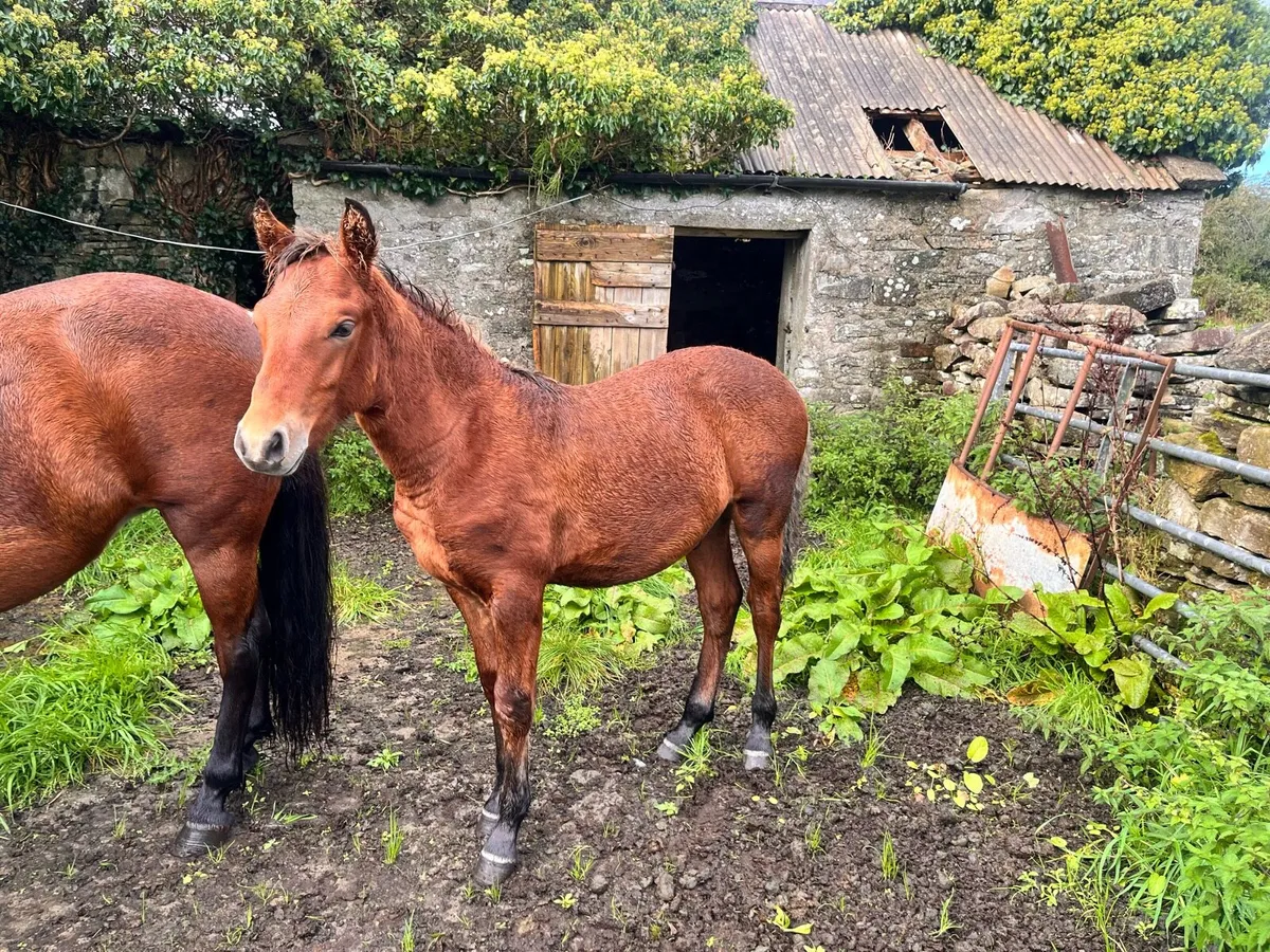 Colt Foal 6 months Old - Image 3
