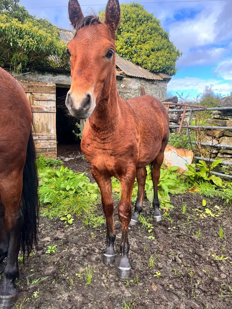 Colt Foal 6 months Old - Image 1