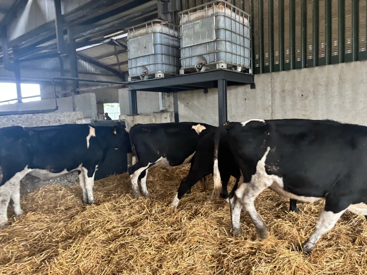 5 super 380 kg Frisian bullocks - Image 1