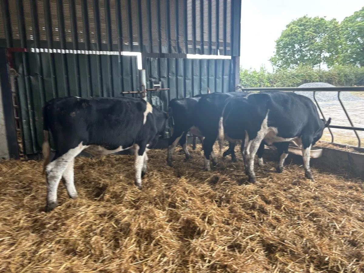 5 super 380 kg Frisian bullocks - Image 2