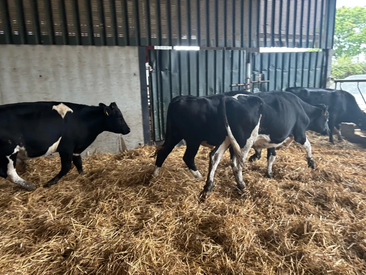 5 super 380 kg Frisian bullocks - Image 3