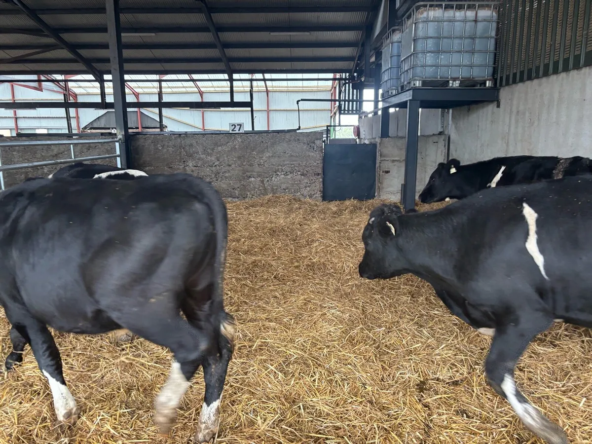 5 super 380 kg Frisian bullocks - Image 4